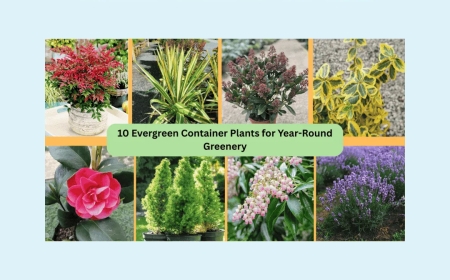 Evergreen Plants: Nature's Year-Round Greenery