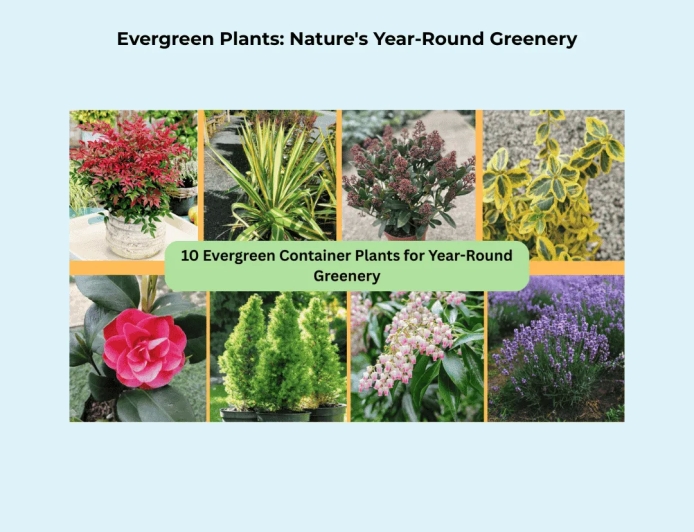 Evergreen Plants: Nature's Year-Round Greenery