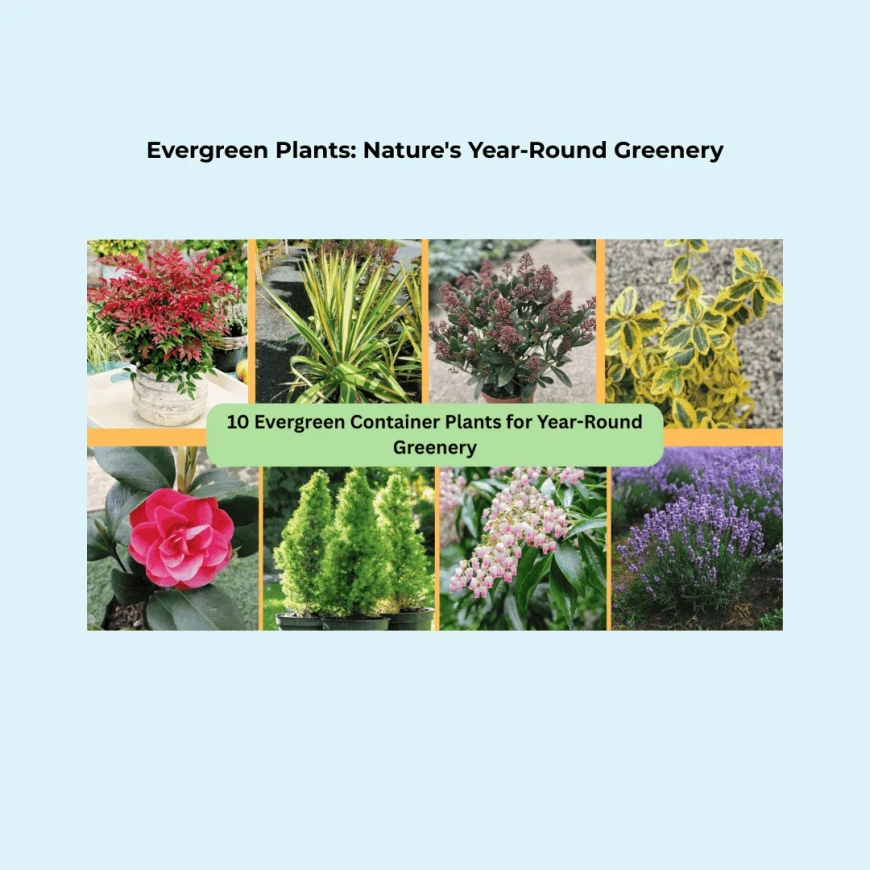 Evergreen Plants: Nature's Year-Round Greenery